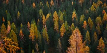 Aerial view of a dense forest with a mix of evergreen and deciduous trees in autumn, showcasing a vibrant array of green, yellow, and orange foliage.